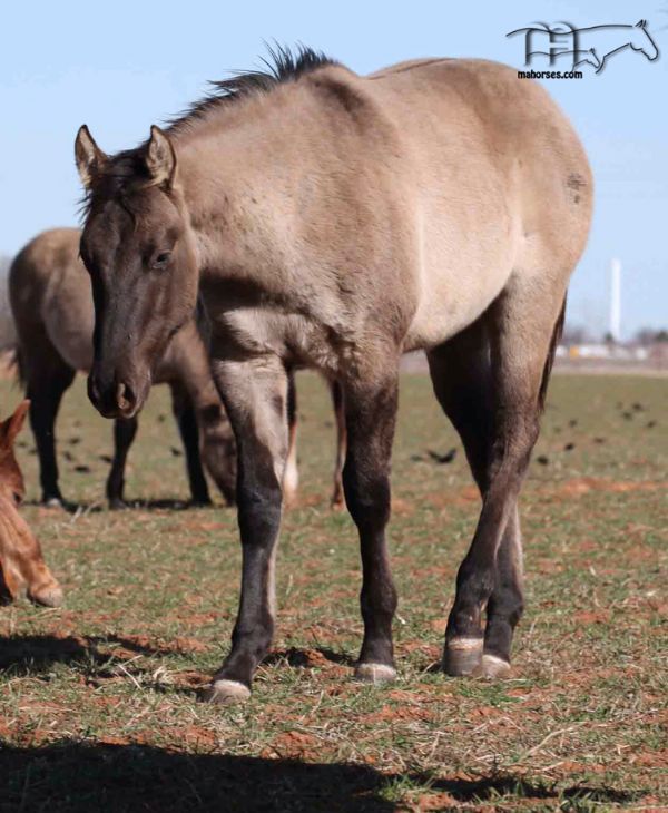 Unregistered Grulla's 2017 Colt